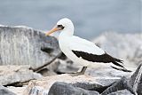 Nazca Booby